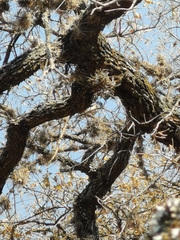 Aphelocoma wollweberi