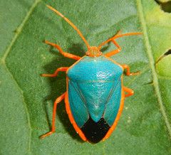 Edessa rufomarginata