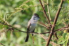 Xenopsaris albinucha