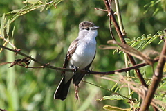 Xenopsaris albinucha