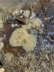 Spongilla