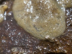 Spongilla