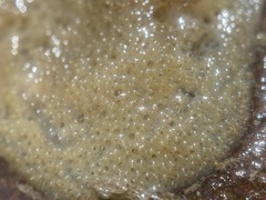 Spongilla
