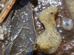 Spongilla