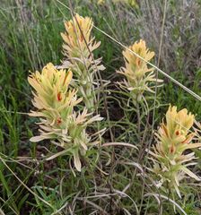 Castilleja citrina
