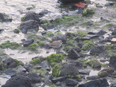 Charadrius alexandrinus