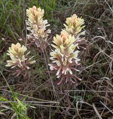 Castilleja citrina