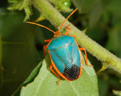 Edessa rufomarginata