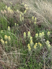 Castilleja citrina