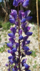Lupinus