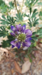 Lupinus