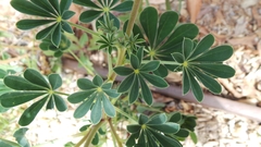 Lupinus