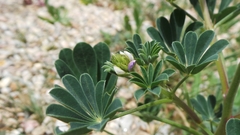 Lupinus