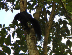 Sciurus aureogaster nigrescens