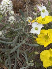 Nerisyrenia linearifolia