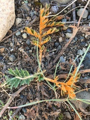 Phragmidium potentillae