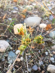 Phragmidium potentillae