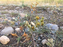 Phragmidium potentillae