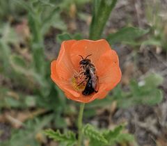 Calliopsis subalpina
