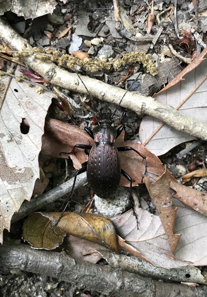 Carabus arrowianus