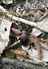 Carabus arrowianus arrowianus