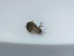 Hydropsychidae