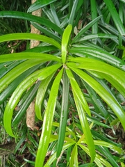 Podocarpus henkelii