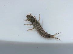 Hydropsychidae