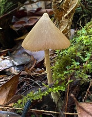 Entoloma latericolor