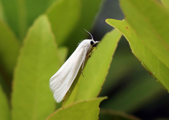 Scirpophaga excerptalis