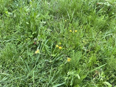 Taraxacum platycarpum