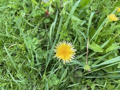 Taraxacum platycarpum