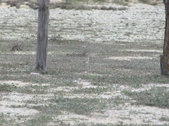 Charadrius alexandrinus