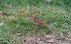 Anthus nilghiriensis