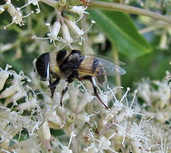 Phytomia