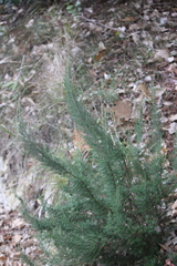 Erica lusitanica