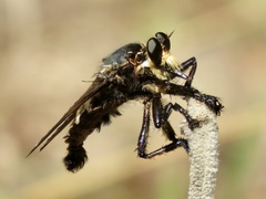 Blepharotes splendidissimus