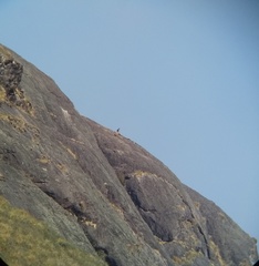 Nilgiritragus hylocrius