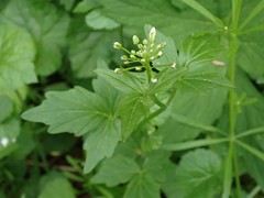 Cardamine angulata