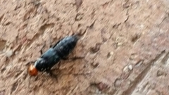 Creophilus erythrocephalus