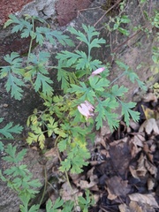 Dicentra formosa