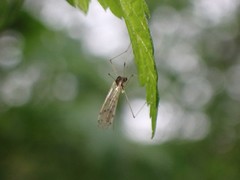 Dicranota maculata