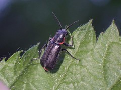 Malachius auritus