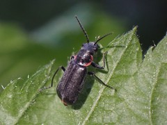 Malachius auritus