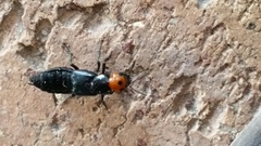 Creophilus erythrocephalus