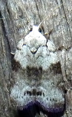 Polygrammate cadburyi