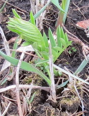 Vicia tenuifolia