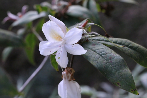 Image of Rhododendron championiae by no rights reserved