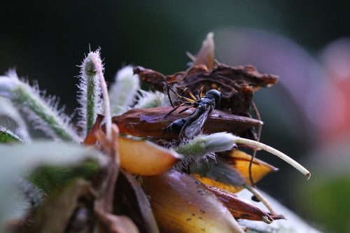 Image of Rhododendron championiae by no rights reserved