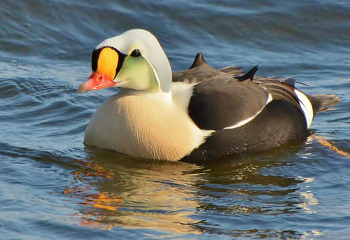 King Eider